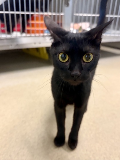CASSIE - Domestic Shorthair / Mix available for adoption