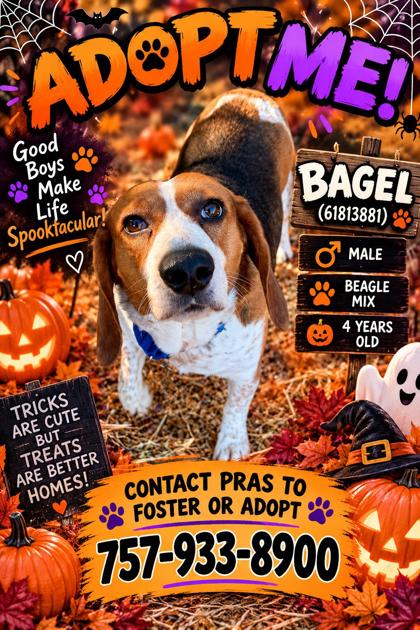 BAGEL - Beagle / Mix available for adoption
