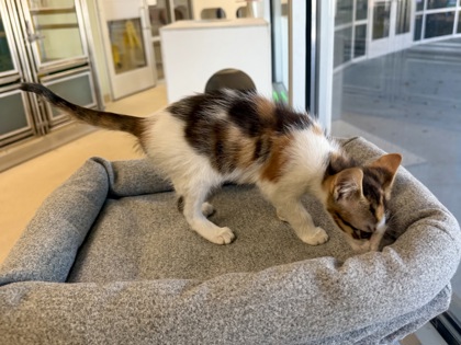 DINKY - Domestic Shorthair / Mix available for adoption