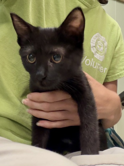 COFFEE ROLL - Domestic Shorthair / Mix available for adoption
