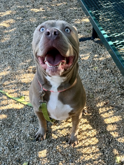 BRYSON - American Pit Bull Terrier / Mix available for adoption