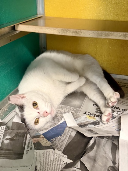STEVIE - Domestic Shorthair / Mix available for adoption