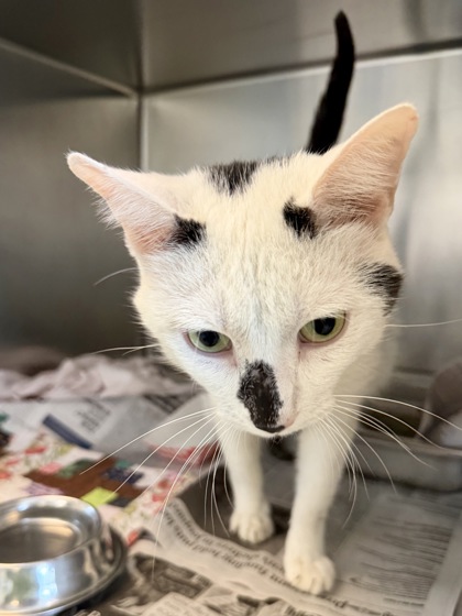 DAVINCI - Domestic Shorthair / Mix available for adoption