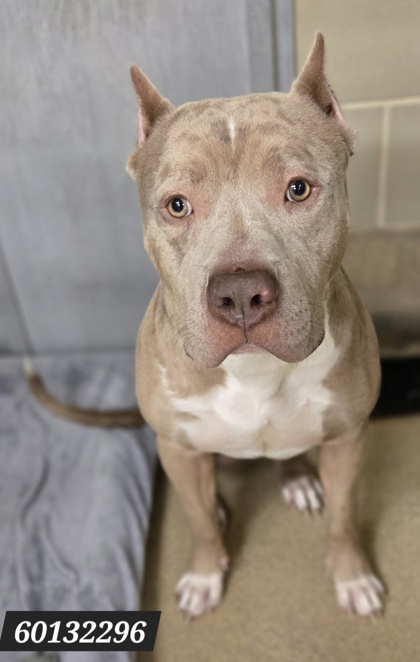 CASANOVA (IN FOSTER) - American Pit Bull Terrier / Mix available for adoption