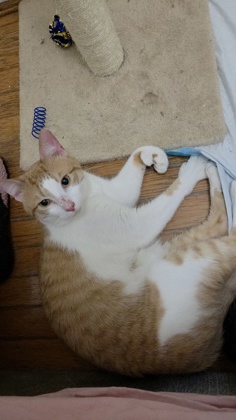 SNOWBALL (IN FOSTER) - Domestic Shorthair / Mix available for adoption