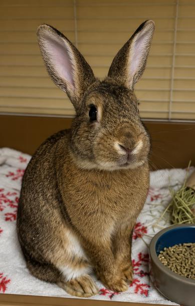 COCO (FOSTER TO ADOPT) - Rabbit / Rabbit available for adoption