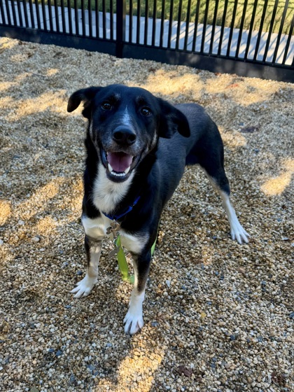 SKINWALKER - Hound / Mix available for adoption