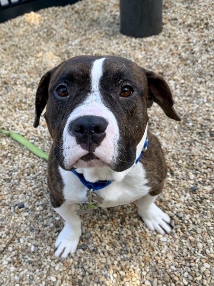 CAPRIS - American Pit Bull Terrier / Mix available for adoption
