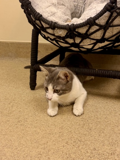 CARAMEL APPLE - Domestic Shorthair / Mix available for adoption