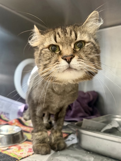 PIPER - Domestic Medium Hair / Mix for adoption in Hampton