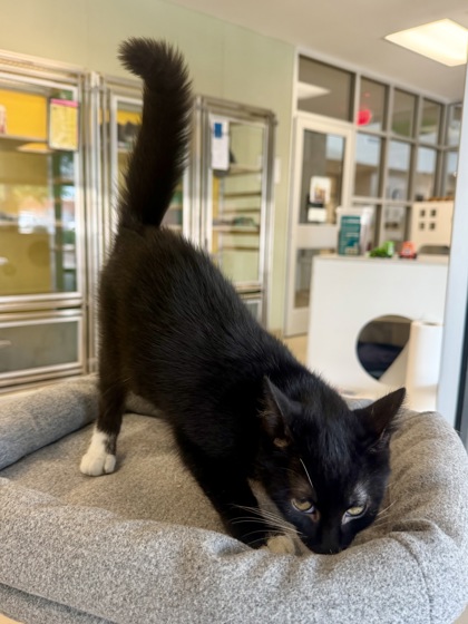 AGENDA - Domestic Shorthair / Mix available for adoption