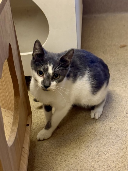 BARLEY - Domestic Shorthair / Mix available for adoption