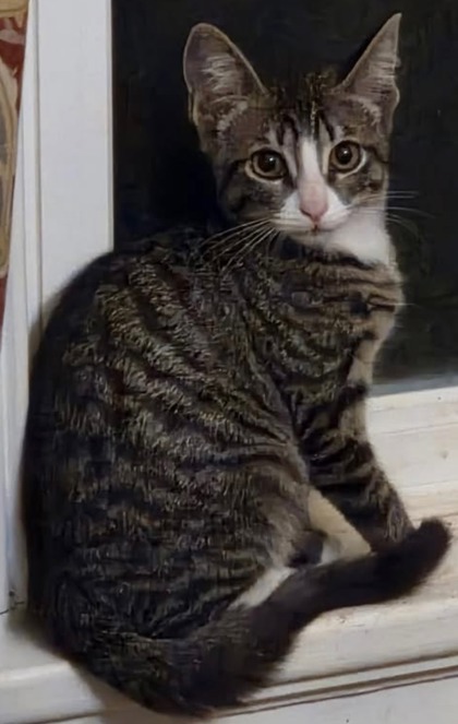 BAGUETTE - Domestic Shorthair / Mix available for adoption