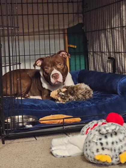MOLLY BROWN - Pit Bull Terrier / Mix available for adoption