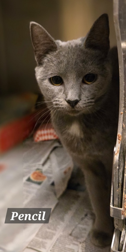 PENCIL - Domestic Shorthair / Mix available for adoption