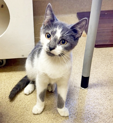 BARLEY - Domestic Shorthair / Mix available for adoption