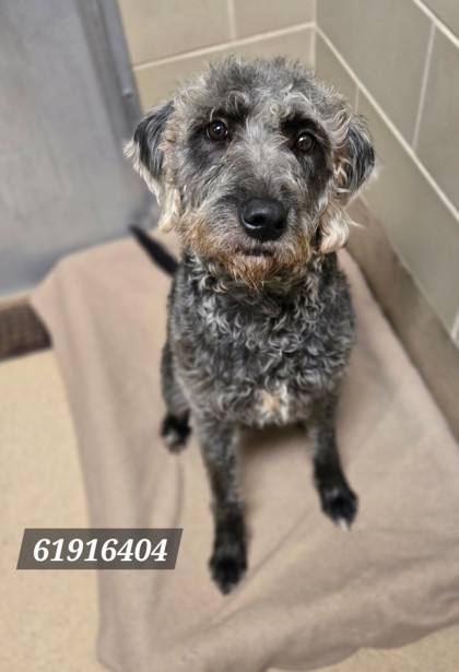 LEAF PILE - Terrier / Mix available for adoption