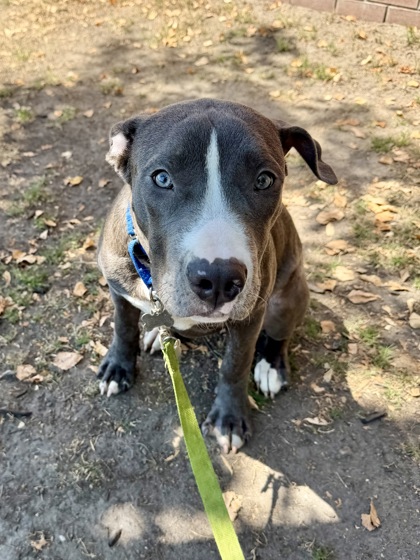 CIRCUS PEANUT (IN FOSTER) - American Pit Bull Terrier / Mix available for adoption
