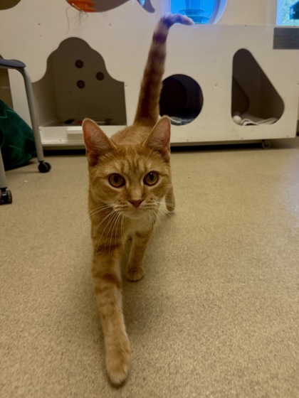 SUNNY BUNNY - Domestic Shorthair / Mix available for adoption
