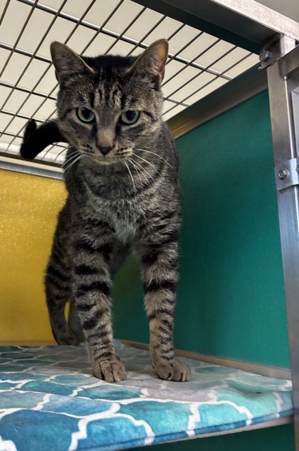 PURR-CEUS - Domestic Shorthair / Mix available for adoption