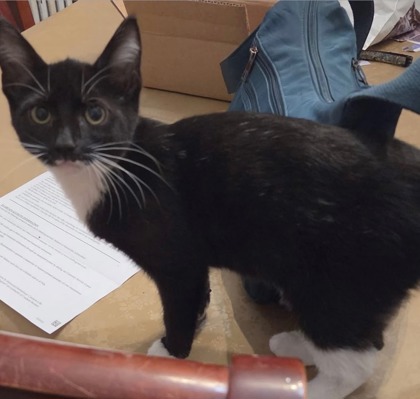 CIABATTA - Domestic Shorthair / Mix available for adoption