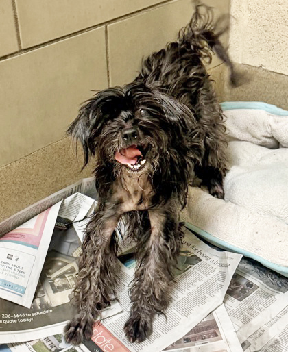 COCO - Shih Tzu / Mix available for adoption