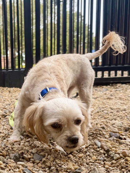 COMFEE - Shih Tzu / Mix available for adoption