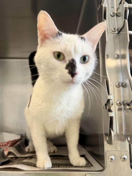 DAVINCI - Domestic Shorthair / Mix available for adoption