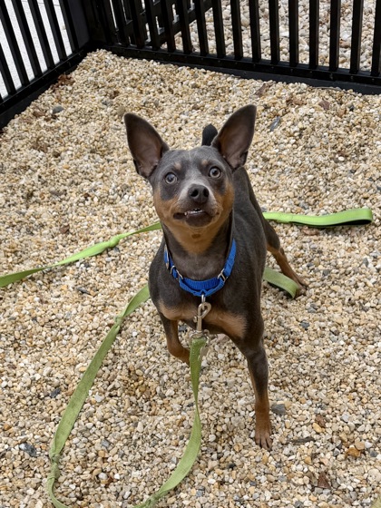 ABE - Miniature Pinscher / Mix available for adoption