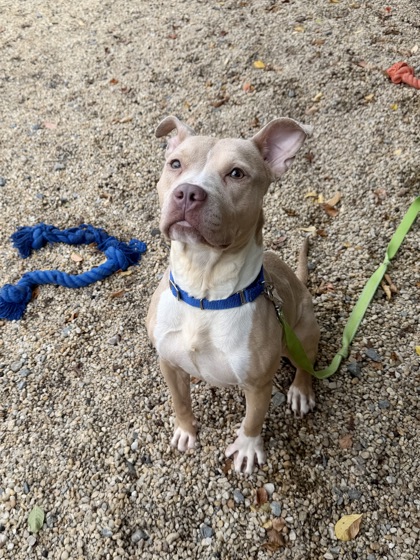 CHAI TEA - American Pit Bull Terrier / Mix available for adoption
