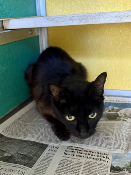 3-HOLE PUNCH - Domestic Shorthair / Mix available for adoption