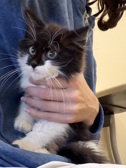 FUZZY BLANKET - Domestic Medium Hair / Mix available for adoption
