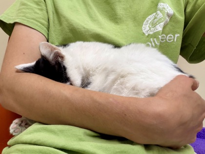 COMPOSITION NOTEBOOK - Domestic Shorthair / Mix available for adoption