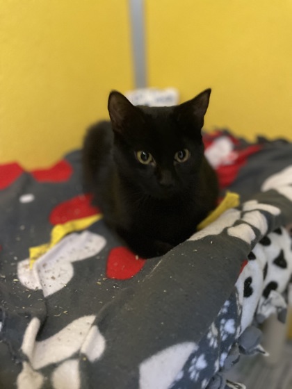 MOCHA - Domestic Shorthair / Mix available for adoption