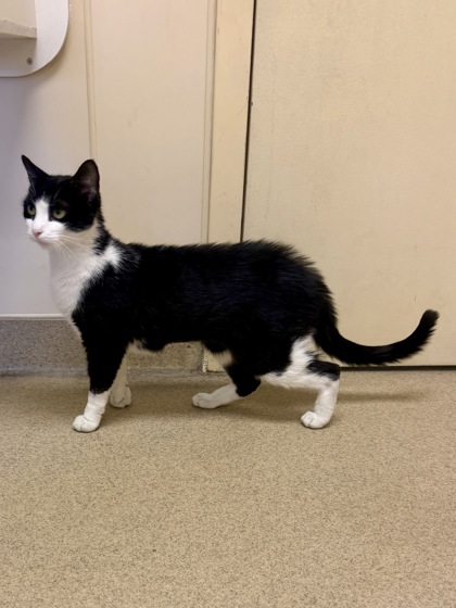 COLESLAW - Domestic Shorthair / Mix available for adoption