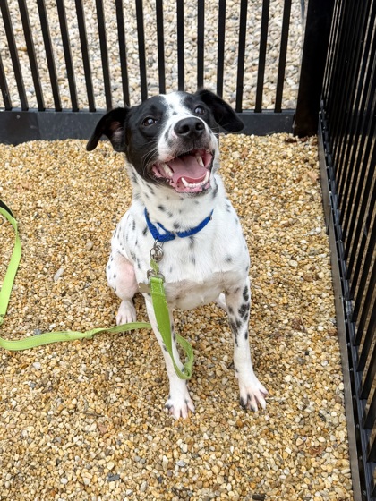 EDDIE - Terrier / Mix for adoption in Hampton