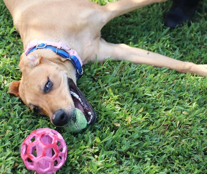 COCO - Retriever / Mix available for adoption