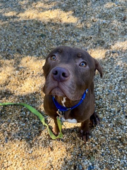 CINNAMON STICK - American Pit Bull Terrier / Mix available for adoption