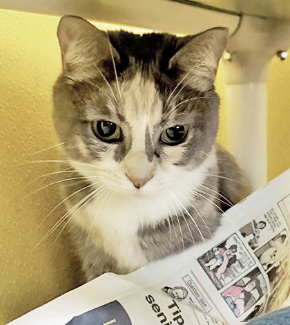 MATTIE (BONDED W/ TALLULAH) - Domestic Shorthair / Mix available for adoption