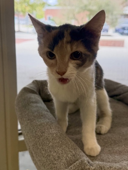 SMARTIE - Domestic Shorthair / Mix available for adoption