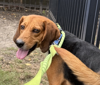 DOUGHBOY (FOSTER TO ADOPT HW+) - Beagle / Mix available for adoption