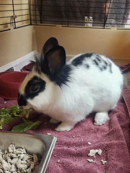 LOKI (FOSTER TO ADOPT) - Lionhead / Rabbit available for adoption
