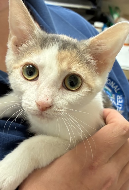 BELLE - Domestic Shorthair / Mix available for adoption