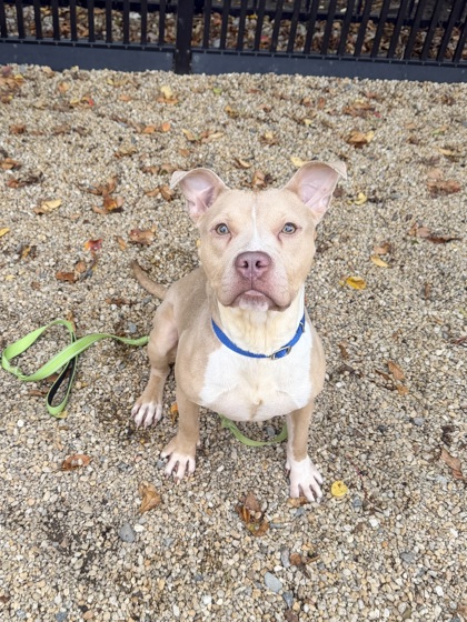 CHAI TEA - American Pit Bull Terrier / Mix available for adoption