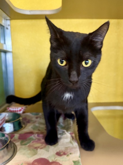 EBONY - Domestic Shorthair / Mix available for adoption