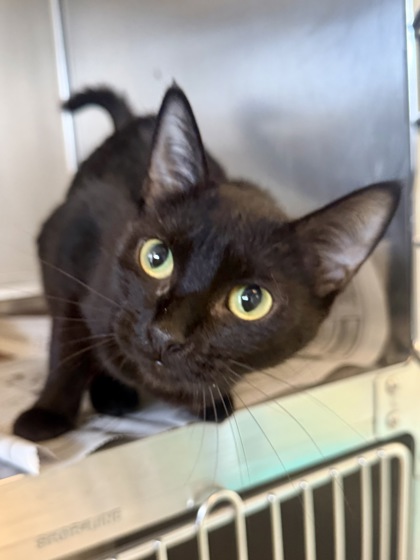 SOPHIA - Domestic Shorthair / Mix available for adoption