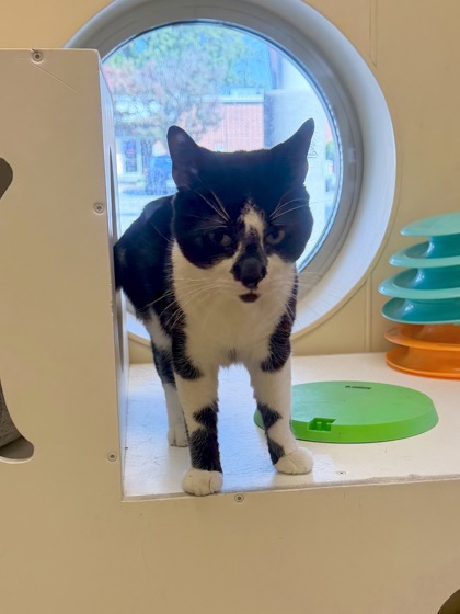 MR.FINK - Domestic Shorthair / Mix for adoption in Hampton