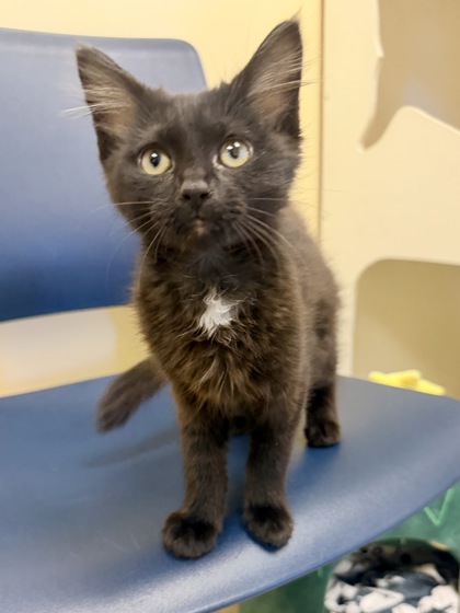 APPLE CRUMBLE - Domestic Shorthair / Mix available for adoption