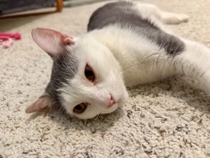 SANDY CHEEKS - Domestic Shorthair / Mix for adoption in Hampton
