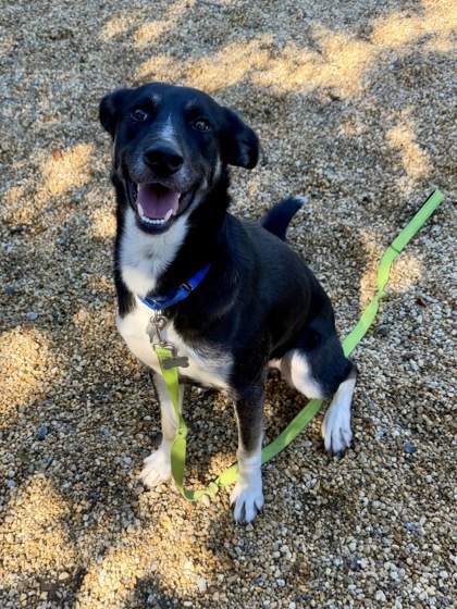 SKINWALKER - Hound / Mix available for adoption